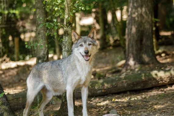 A majestic grey wolf standing in a sunlit forest in La Roche-en-Ardenne, Belgium.